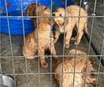 Small #1 Golden Retriever