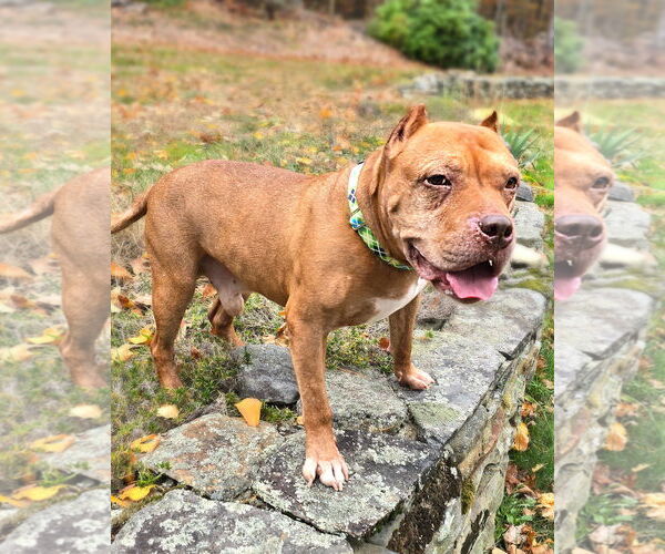 Medium Photo #5 American Pit Bull Terrier Puppy For Sale in Westminster, MA, USA