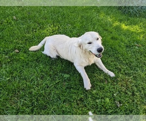 English Cream Golden Retriever Puppy for Sale in WOOSTER, Ohio USA
