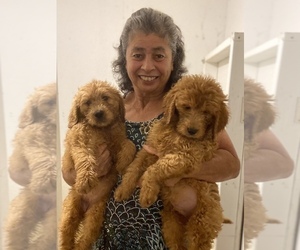 Goldendoodle Puppy for sale in GREENVILLE, NC, USA