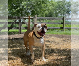 Jade - Female Bull-Boxer Dog for Adoption - Photo #3