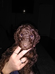 Poodle (Standard) Puppy for sale in GODLEY, TX, USA