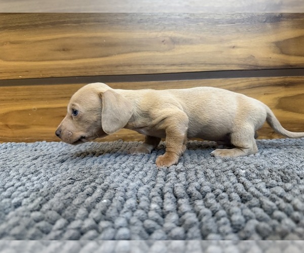 Medium Photo #1 Dachshund Puppy For Sale in TEMPE, AZ, USA