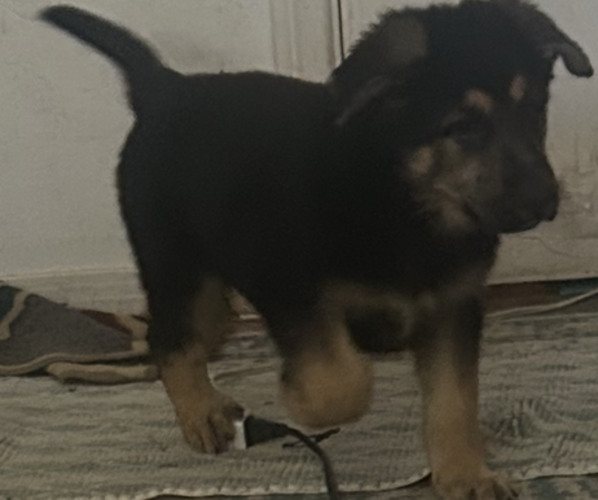 Medium Photo #3 German Shepherd Dog Puppy For Sale in EL CAJON, CA, USA