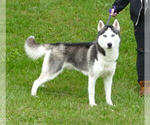 Siberian Husky-Unknown Mix Dogs for adoption in Pittsburgh, PA, USA