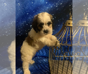 Cocker Spaniel-Poodle (Miniature) Mix Puppy for sale in INDIANAPOLIS, IN, USA
