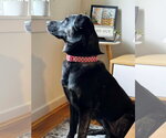 Small #10 German Shepherd Dog Mix