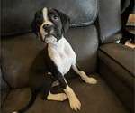 Small #1 Boxer