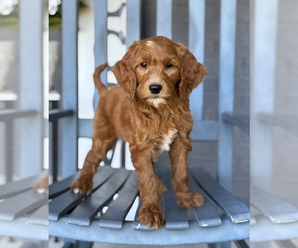 Medium Photo #5 Goldendoodle Puppy For Sale in FRANKLIN, IN, USA