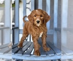 Small #4 Goldendoodle