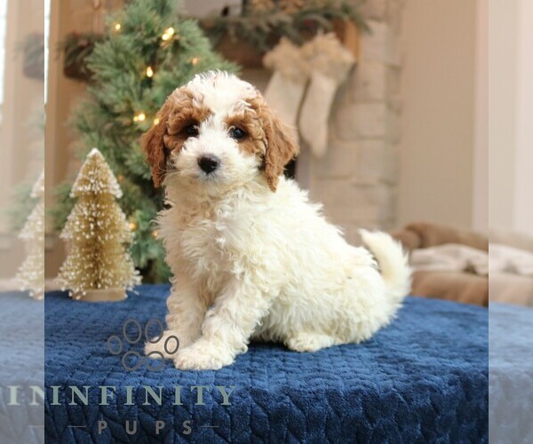 Medium Photo #2 Goldendoodle (Miniature) Puppy For Sale in NARVON, PA, USA