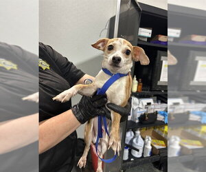 Chihuahua Dogs for adoption in Bakersfield, CA, USA