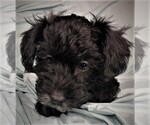 Small Photo #3 Schnoodle (Miniature) Puppy For Sale in ROLLA, MO, USA