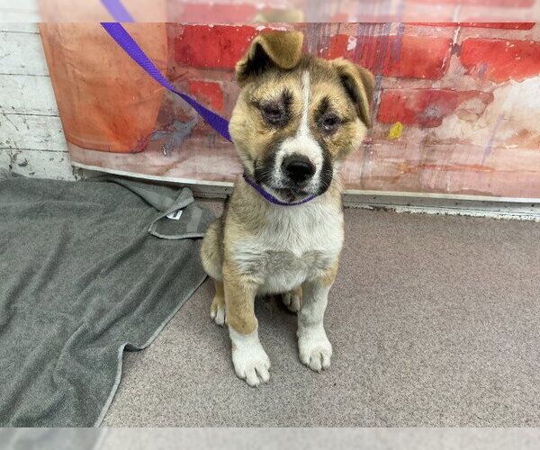 Medium Photo #1 German Shepherd Dog Puppy For Sale in San Bernardino, CA, USA