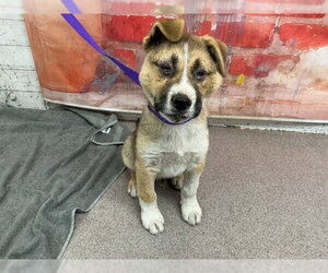 German Shepherd Dog Dogs for adoption in San Bernardino, CA, USA
