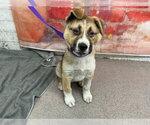 Small German Shepherd Dog