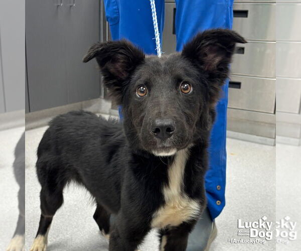 Medium Photo #1 Border Collie-Unknown Mix Puppy For Sale in Washington, DC, USA