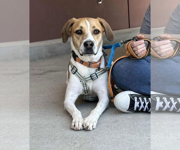 Medium Photo #13 American Pit Bull Terrier-Treeing Walker Coonhound Mix Puppy For Sale in Spotsylvania, VA, USA