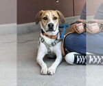 Small Photo #13 American Pit Bull Terrier-Treeing Walker Coonhound Mix Puppy For Sale in Spotsylvania, VA, USA