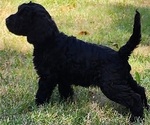 Small #1 Doodle-Goldendoodle Mix