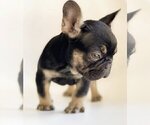 Small Photo #2 French Bulldog Puppy For Sale in SADDLE RIVER, NJ, USA