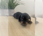 Small Photo #3 Dachshund Puppy For Sale in WEST HILLS, CA, USA