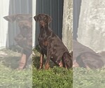 Small #2 Doberman Pinscher