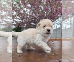 Small Photo #11 Aussie-Poo Puppy For Sale in CICERO, NY, USA