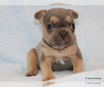 Small Photo #15 French Bulldog Puppy For Sale in WINNSBORO, TX, USA