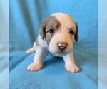 Small #3 Aussiedoodle
