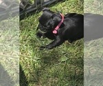Small #1 Pug