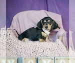 Small #1 Dachshund