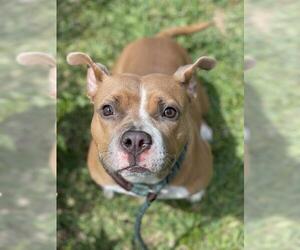 American Staffordshire Terrier Dogs for adoption in Fort Lauderdale, FL, USA