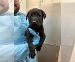 Small German Shepherd Dog