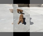Small Photo #4 Golden Retriever-Goldendoodle Mix Puppy For Sale in CORRAL DE TIERRA, CA, USA