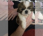 Puppy Bear Shih Tzu