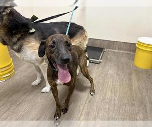 American Pit Bull Terrier-Pointer Mix Dogs for adoption in Pasadena, CA, USA