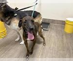 Small American Pit Bull Terrier-Pointer Mix