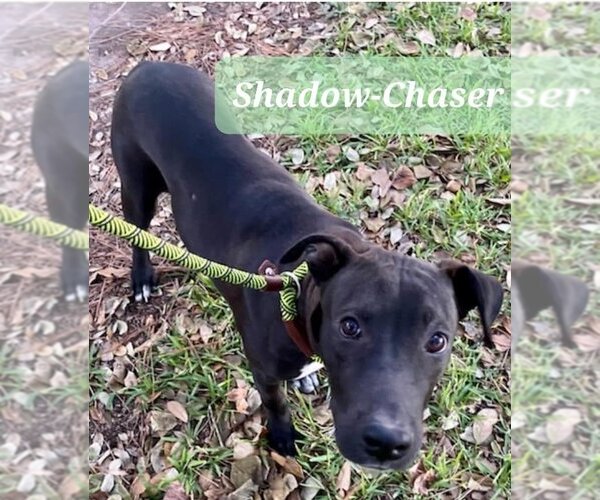 Medium Photo #4 Labrador Retriever-Unknown Mix Puppy For Sale in Missouri City, TX, USA