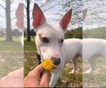Small #4 Mutt