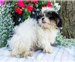 Small #3 Shih Tzu