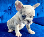 Small #74 French Bulldog