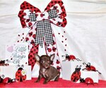 Small Photo #5 Chihuahua Puppy For Sale in CHARLESTON, AR, USA