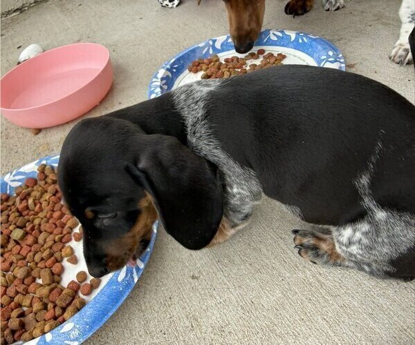 Medium Photo #4 Dachshund Puppy For Sale in AUSTIN, TX, USA