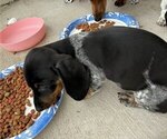 Small Photo #4 Dachshund Puppy For Sale in AUSTIN, TX, USA