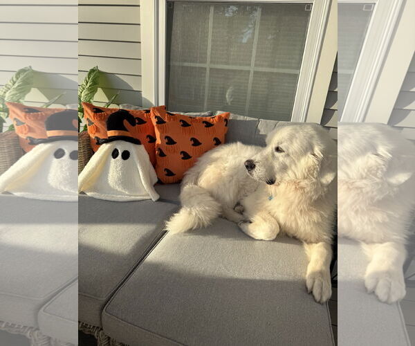 Medium Photo #5 Great Pyrenees-Unknown Mix Puppy For Sale in Oakhurst, NJ, USA