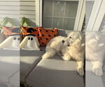 Small #4 Great Pyrenees Mix