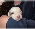 Small #2 Mutt