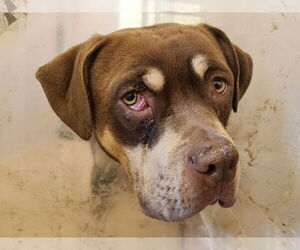 Mutt Dogs for adoption in Martinez, CA, USA