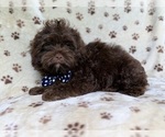 Small #1 ShihPoo